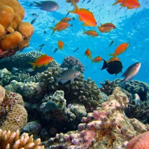 Bali Snorkling at Blue Lagoon beach